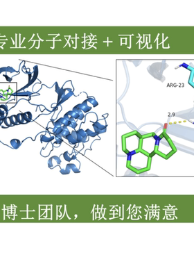 分子对接代做PyMOL可视化分析蛋白配体相互作用分析结合能计算