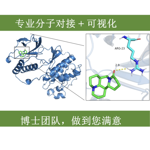 分子对接代做PyMOL可视化分析蛋白配体相互作用分析结合能计算