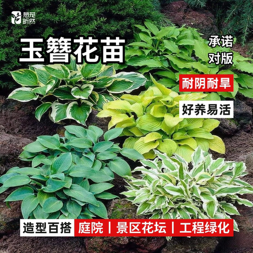 耐阴好养多年生庭院玉簪花