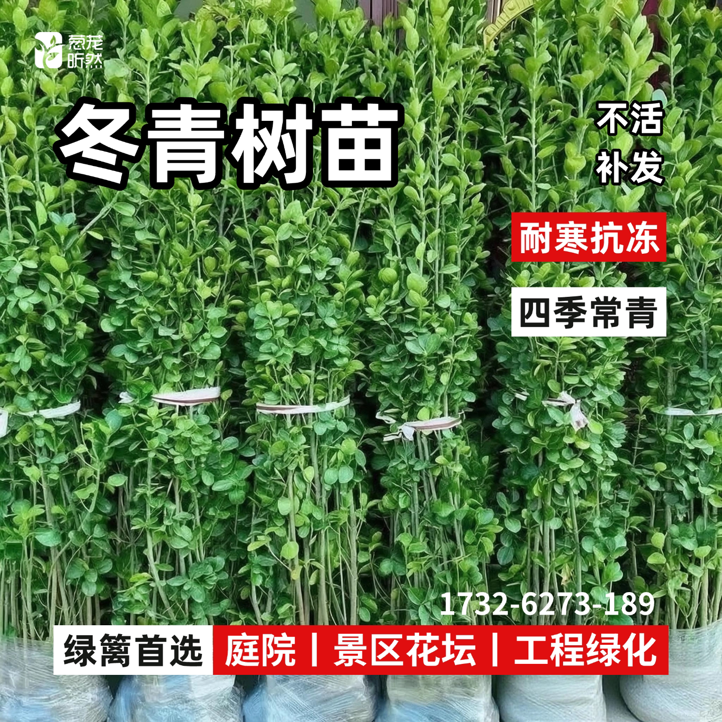常青耐寒冬青篱笆树苗