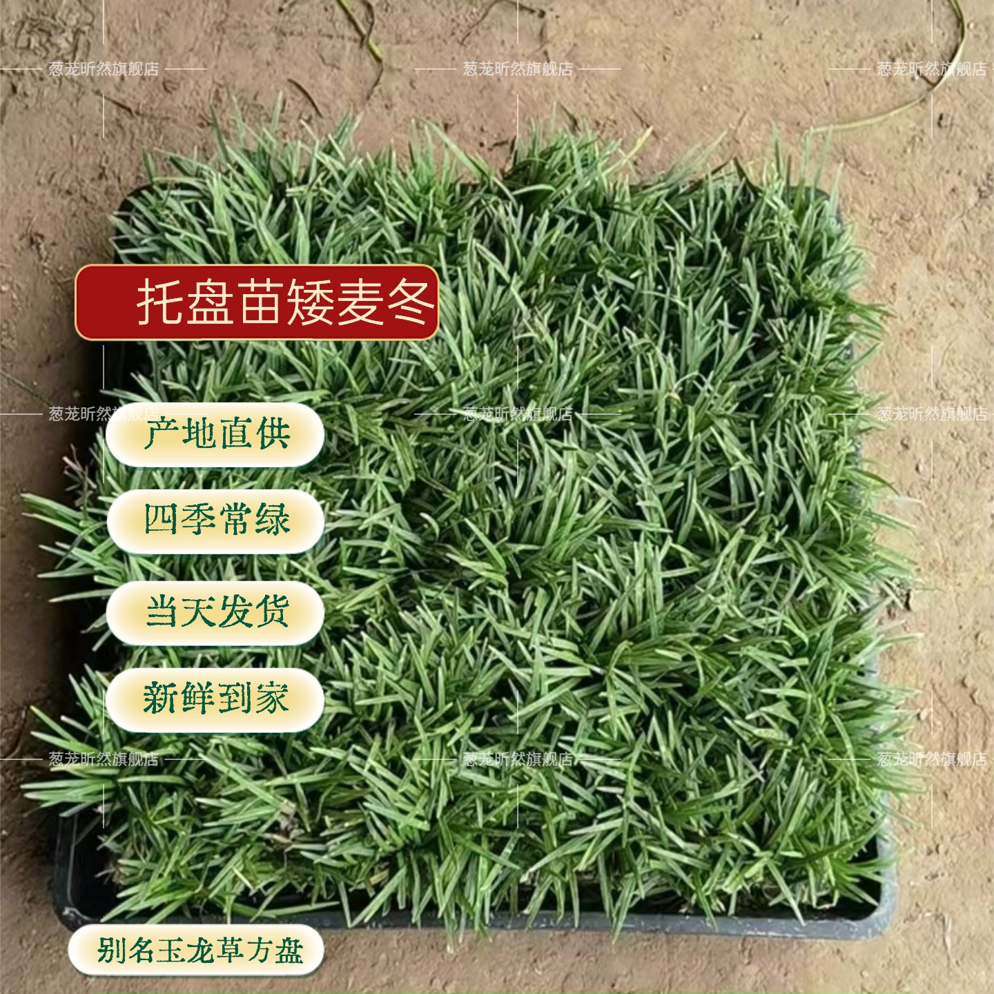 矮麦冬方盘庭院耐热耐寒地被植物图片
