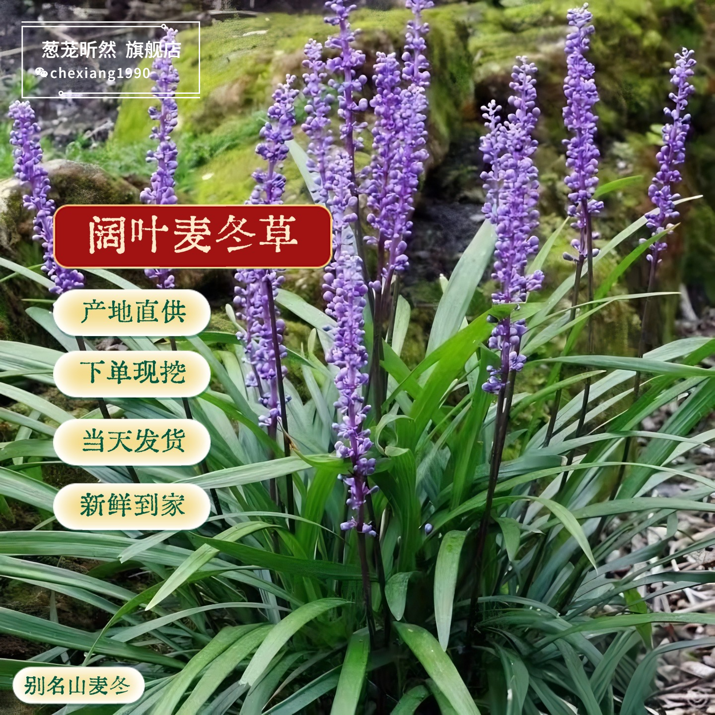 阔叶麦冬易活庭院绿化