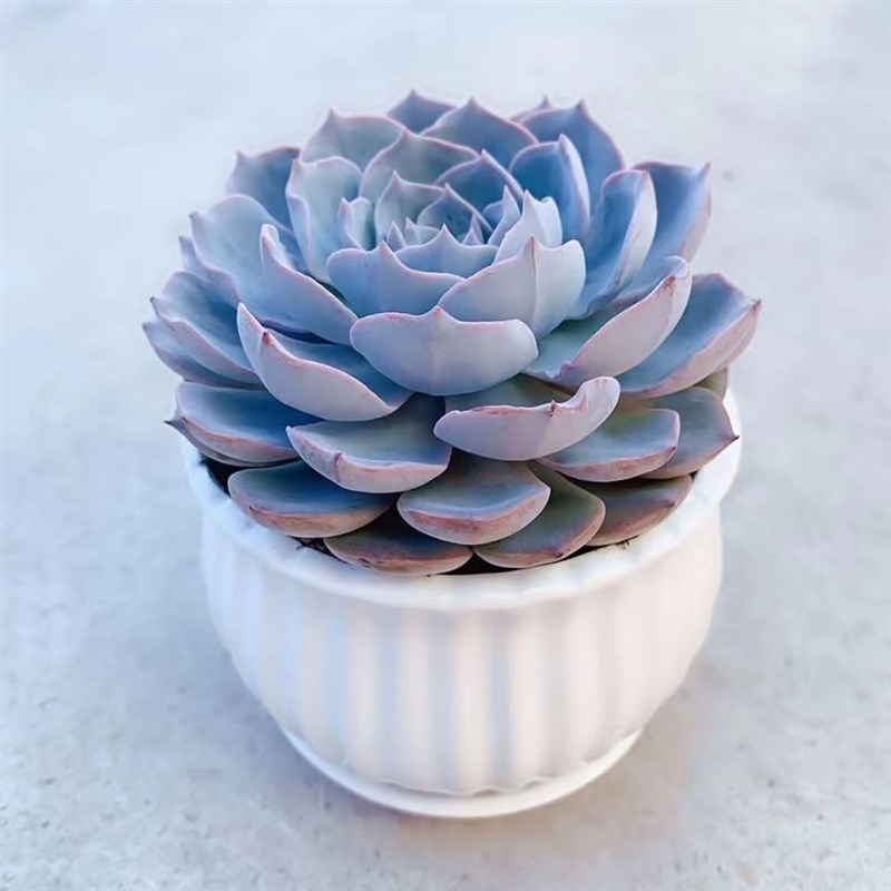 蓝石莲大单头多肉植物老桩控养贵货阳台桌面盆栽净化空气绿植包邮