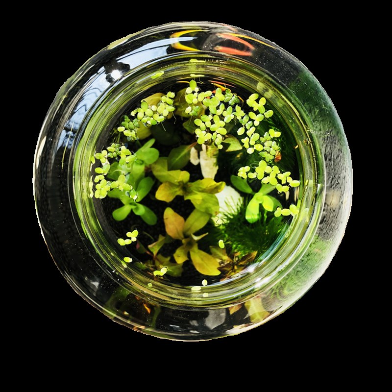 生态瓶小鱼缸虾螺微景观创意生日情侣礼物免换水玻璃鱼缸DIY作业