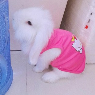 兔子衣服背心保暖垂耳兔子用品侏儒安哥拉兔成年宠物幼兔可爱保暖