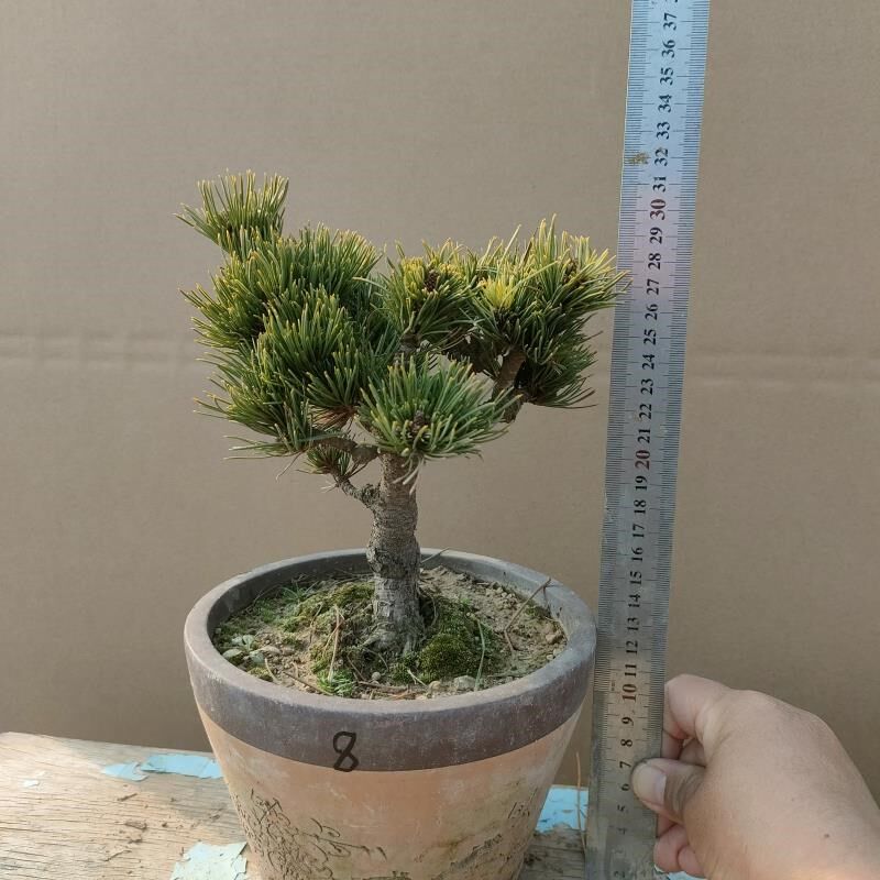 金针大板松盆景大阪松盆景造型贵品松树短针老盆五叶松阳台庭院
