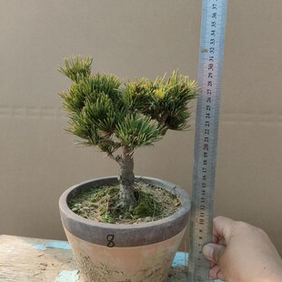 金针大板松盆景大阪松盆景造型贵品松树短针老盆五叶松阳台庭院