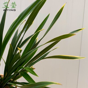 艾莹兰花苗 建兰黄素大花黄袍 夏带花苞出售有香味的好养花卉盆栽