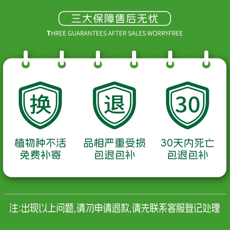 多头龙竹粗壮转运竹富贵竹水养带根室内客厅植物盆栽节节高文昌竹