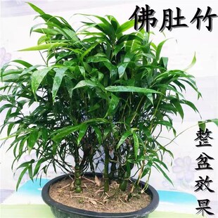 佛肚竹盆栽佛竹罗汉竹小型矮化盆景葫芦竹阳台室内观赏绿植竹子苗