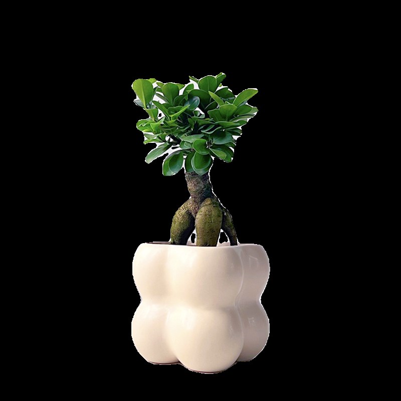 植域 小叶人参榕树盆栽室内茶几桌面小绿植造型老桩植物四季常青