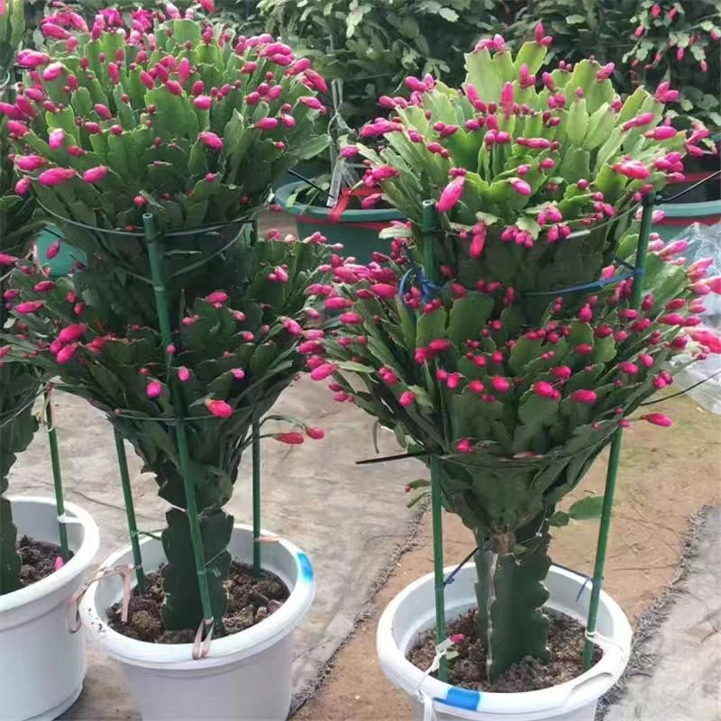 龙骨三角柱嫁接双层三层蟹爪兰带花苞室内花卉绿植植物盆栽盆景