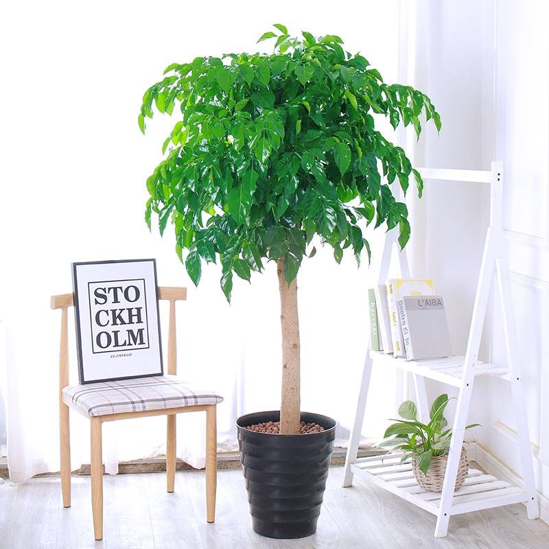 幸福树大型盆栽大树桩平安树小树苗发财树绿植物室内客厅四季好养