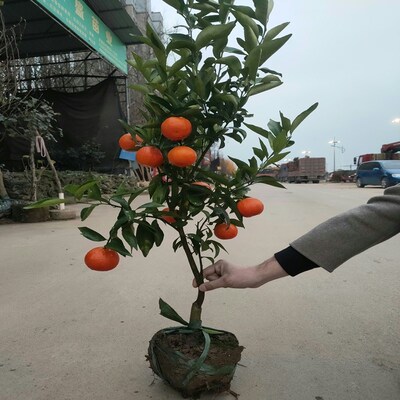 四季金桔树苗盆栽带果可食用植物室内花卉阳台年宵小橘子绿植好养