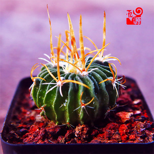 振武玉 强刺 实生2.5厘米 多棱球属 仙人球