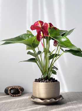 红掌盆栽新中式盆景一帆风顺年宵花书房茶桌植物室内绿植四季开花