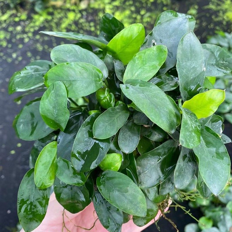 迷你牡丹榕小坨草鱼缸造景水草场直发懒人水培增氧淡水草阴性植物