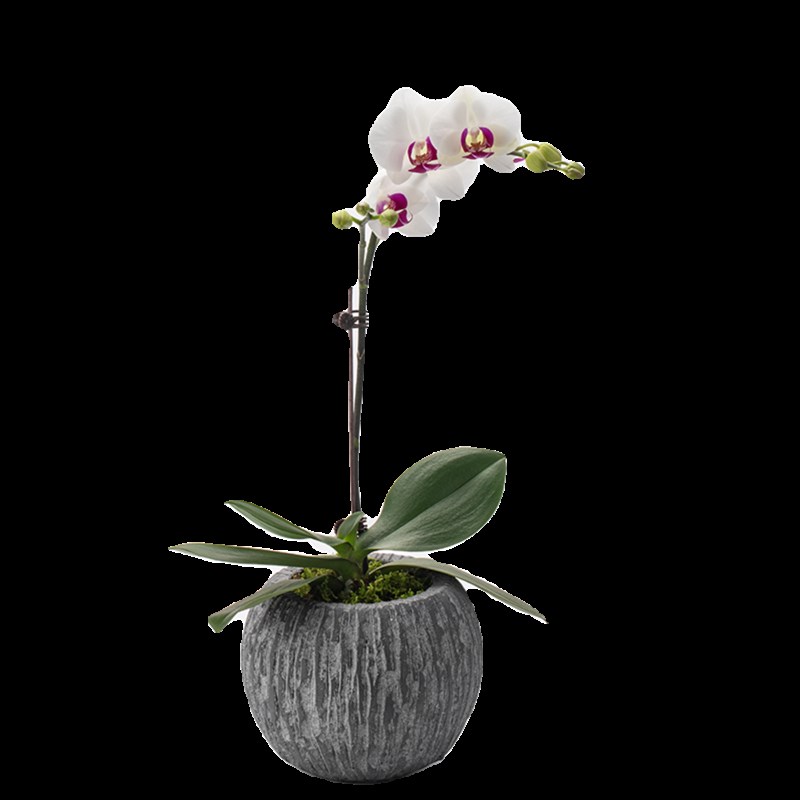 静艺花舍 白花蝴蝶兰雪玉盆栽办公室内桌面花卉绿植耐寒年宵花