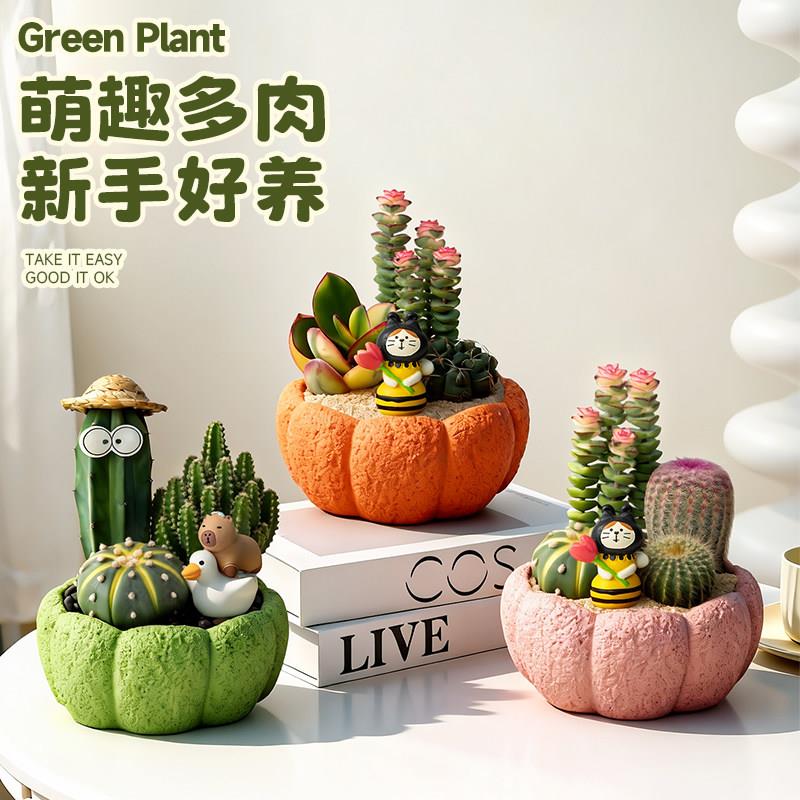 仙人掌盆栽办公室桌面LZ-20260植室内小仙绿人合球件多肉植物组景