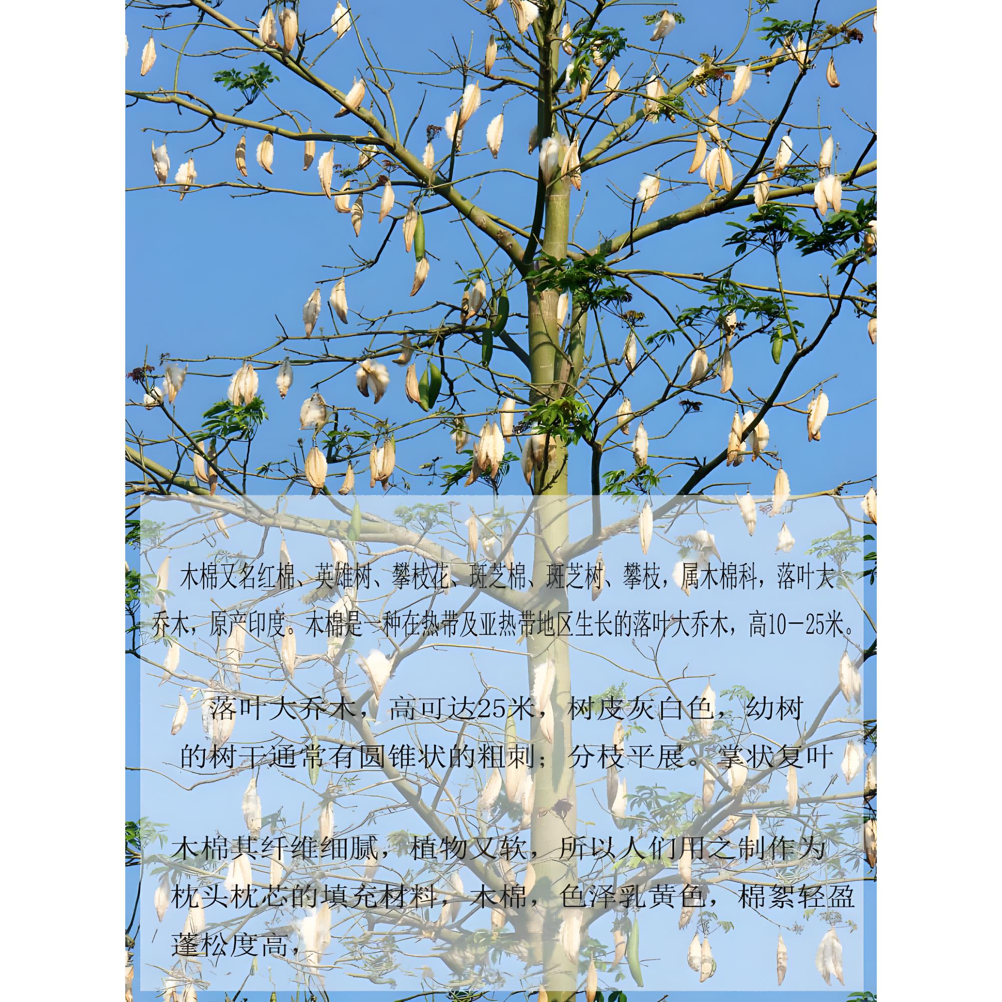 新款带籽棉木枕芯籽有攀枝花枕头儿人童成年单酒店家庭LNV护颈椎