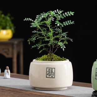 清香胡椒木花盆家居办公室桌面驱蚊植物盆景盆大号带托盘陶瓷摆件