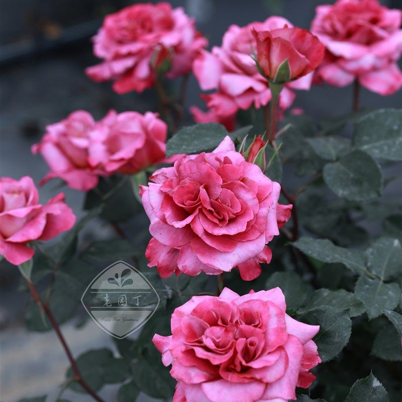 河本根接大苗 加百列大天使帷幕爽红丘魅力绸缎 老园丁庭院盆栽,鲜花速递/花卉仿真/绿植园艺,月季/蔷薇/玫瑰,淘宝优惠券,粉丝福利购,淘宝优惠卷