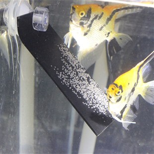 神仙鱼燕鱼繁殖板繁殖罐产卵板繁殖罐产卵罐孵化器