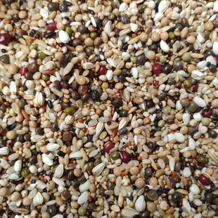 鸽粮50斤包邮喷窝无玉米粒红高粱小颗粒喂食幼鸽信鸽鸽子粮食20斤