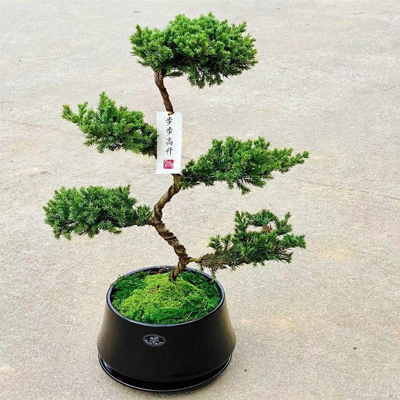 五层塔松盆景退休礼物乔迁新居盆栽升职绿植开业礼品生日植物易活