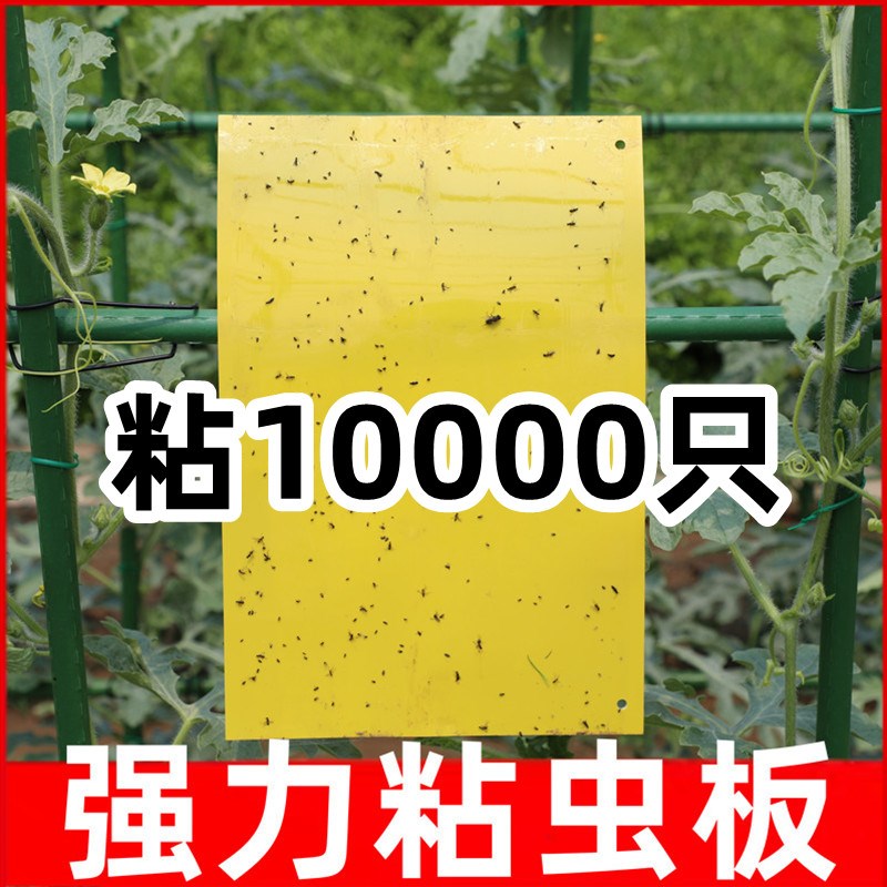 粘虫板家用黄板蓝板双面诱虫粘飞虫小黑飞大棚花卉果园果蝇诱捕器