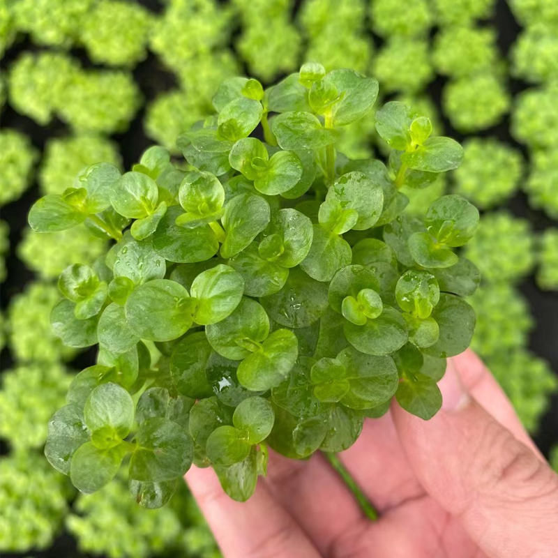 绿金钱大坨草缸鱼缸造景水草场直发懒人水培增氧淡水水草阴性植物