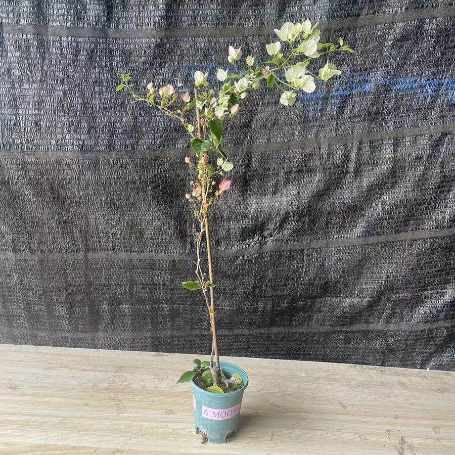 飘枝三角梅细高花杆造型枝爬藤院阳台垂VRR爬墙卉四季开花好庭养