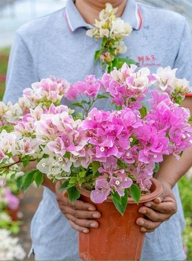 重瓣红三角梅盆栽带花三角梅苗勤花品种爬藤老桩桂之苑 201 36974