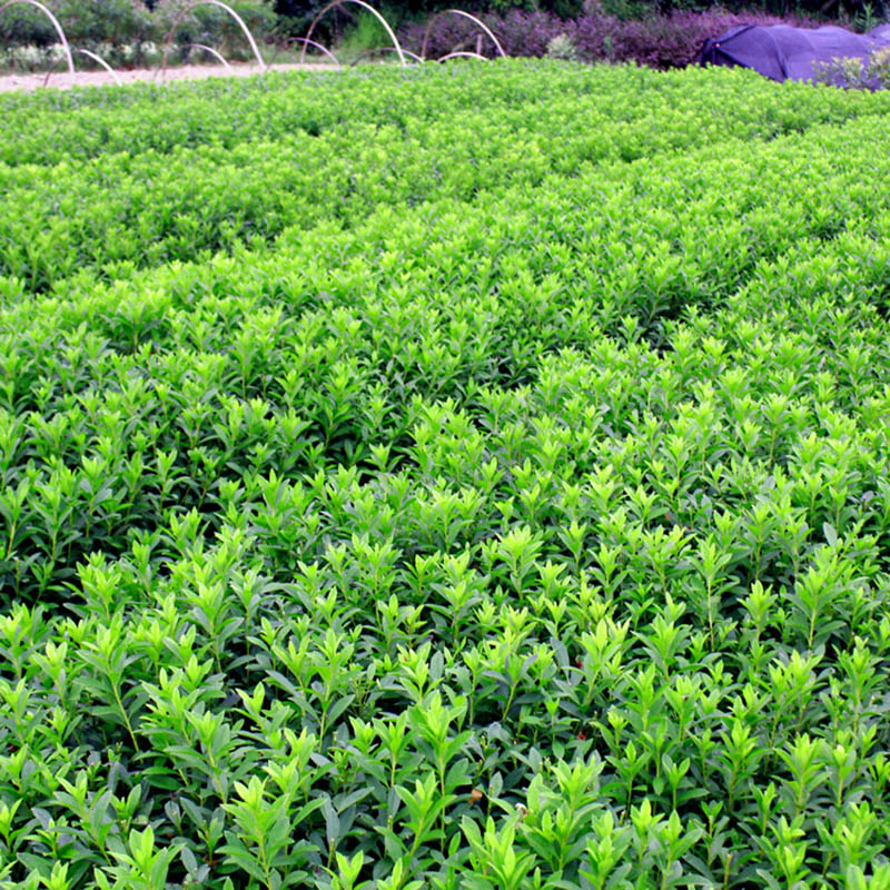 春鹃花苗毛杜鹃花苗盆栽杜娟树苗毛娟小苗别墅园林绿化树四季常青