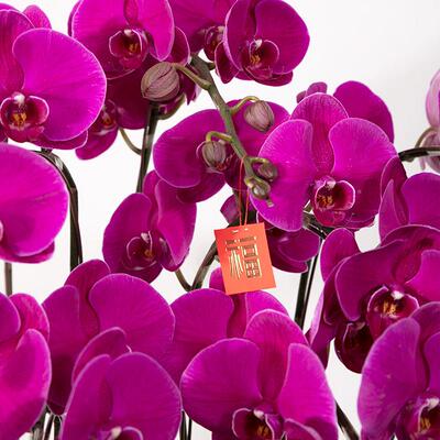 花蝴蝶盆栽开LCB业乔送礼品前台客厅室内迁带花苞蝴蝶兰兰苗花卉