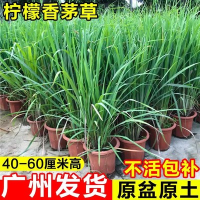 鲜鲜香茅草盆栽室内阳台驱蚊植物柠檬草苗可食用香草调料薄荷绿植