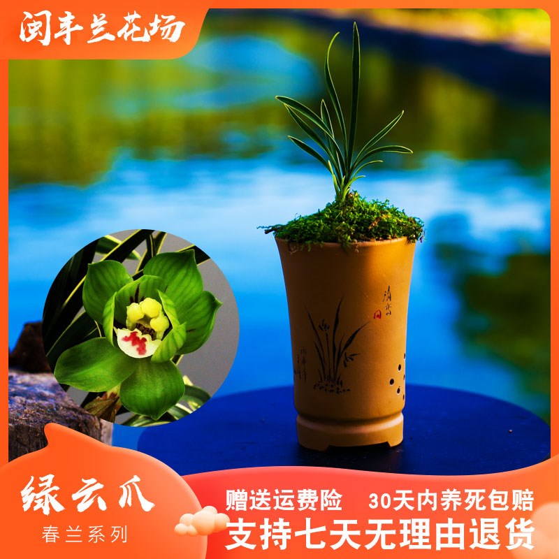 【绿云爪】兰花苗春兰名贵盆栽花卉植物室内兰草国兰浓香不带花苞