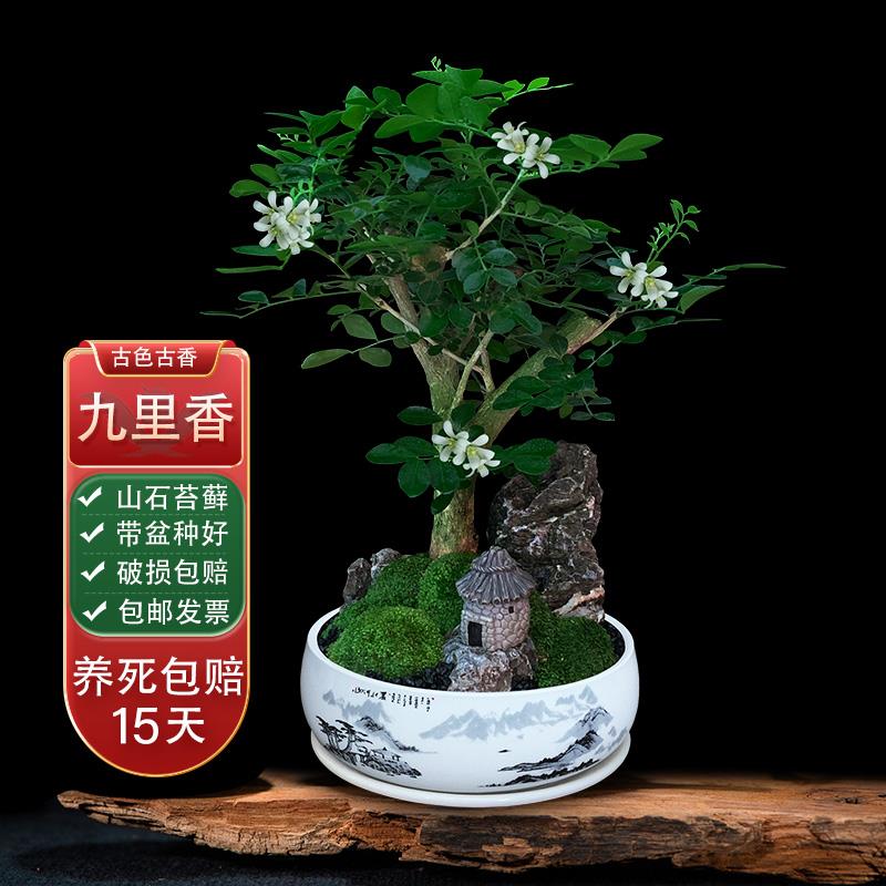 九里香树桩盆景绿植办公室内桌面植物七里香花卉四季好养餐桌盆栽