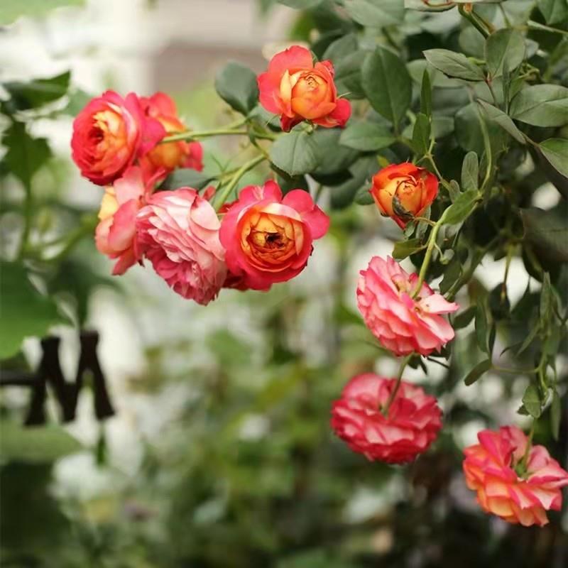 藤宝贝中苗 扦插 多季开花藤本庭院露台爬藤月季花卉