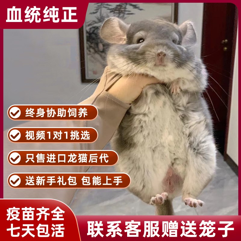 龙猫活物宠物幼崽活体纯种家养小型幼仔银斑柜笼粮食笼子零食浴沙