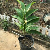 白兰卉室内玉兰带苞多季 浓香型黄角兰养