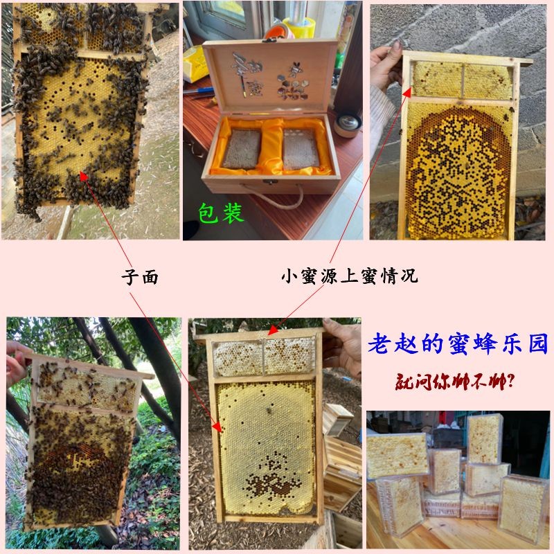 高窄巢蜜箱 新型杉木木板标准中蜂蜂箱全配件隔板巢框箱圈继箱