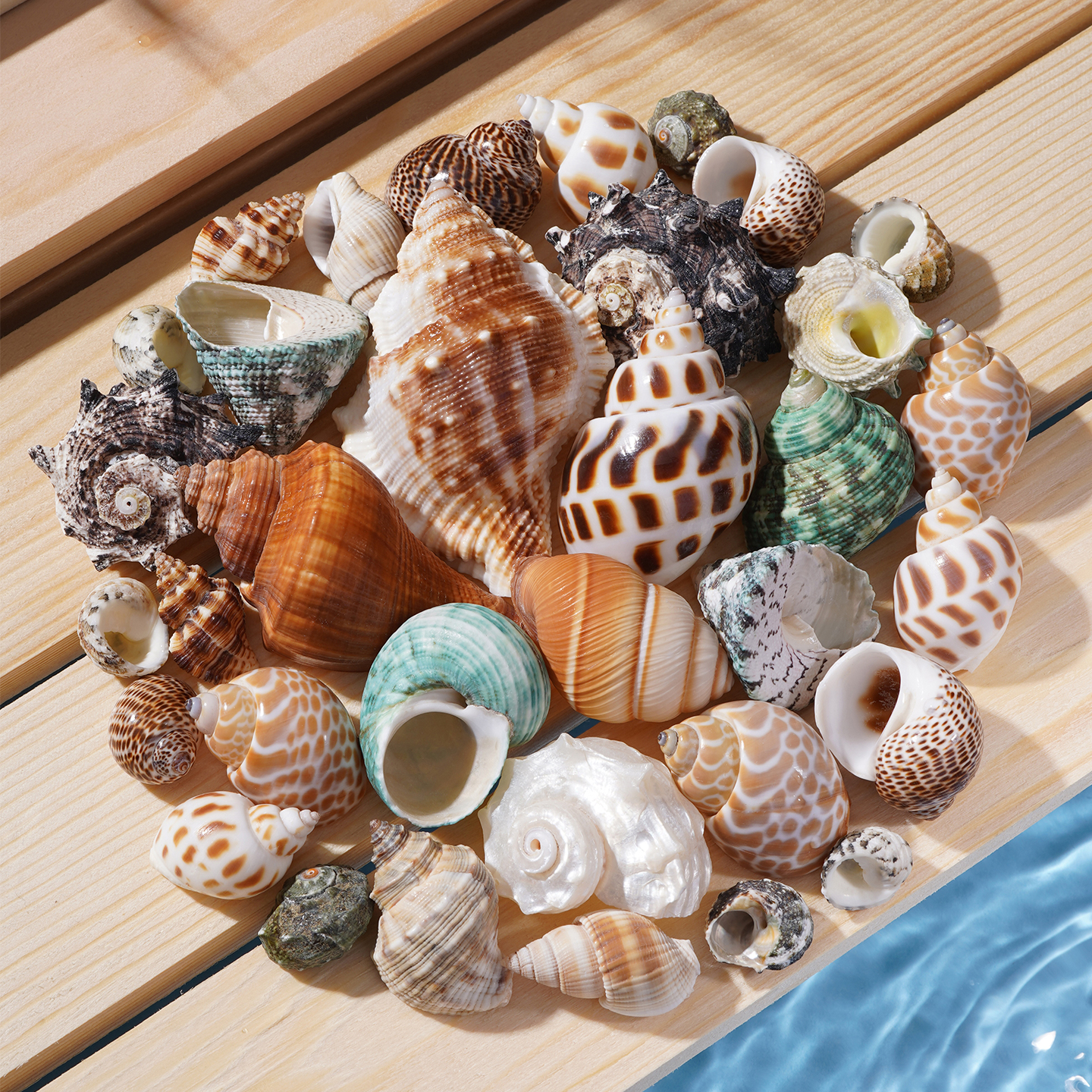 寄居蟹替换壳寄居蟹壳