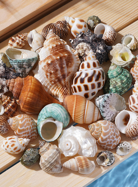 寄居蟹替换壳海螺壳寄居蟹壳替换好看的壳螺壳专用蟹壳宠物新壳