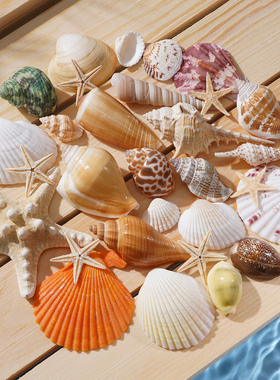 天然贝壳海螺手工diy材料海螺壳海星小海螺标本玩具鱼缸造景摆件
