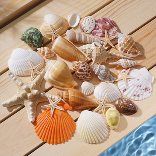 贝壳海螺天然海螺壳小海螺手工diy材料海星标本玩具摆件鱼缸造景