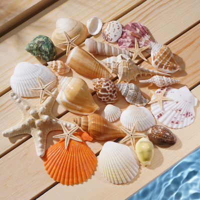 天然贝壳海螺手工diy材料海螺壳海星小海螺标本玩具鱼缸造景摆件