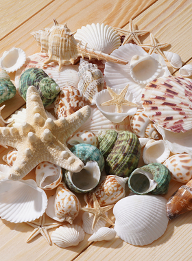 贝壳海螺天然海螺壳小海螺手工diy材料海星标本玩具摆件鱼缸造景