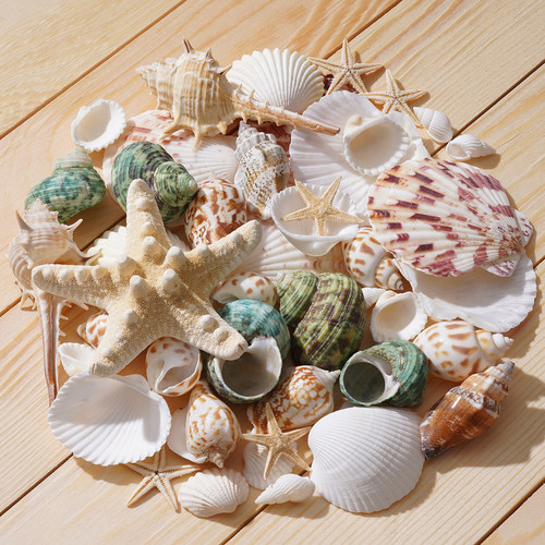 贝壳海螺天然海螺壳小海螺手工diy材料海星标本玩具摆件鱼缸造景
