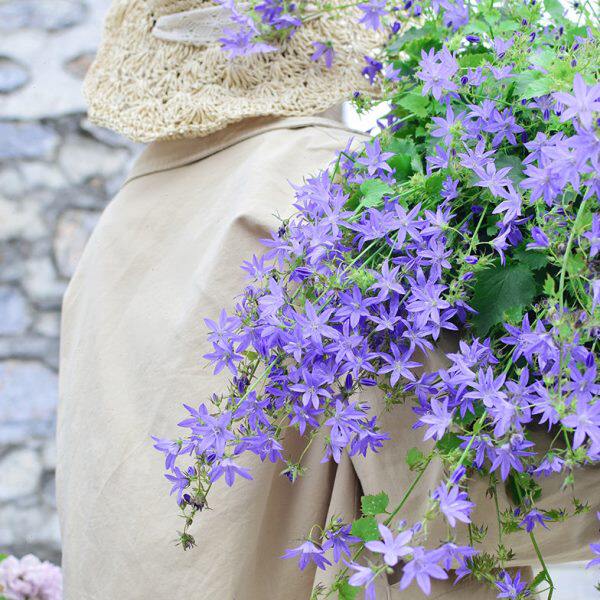 重瓣丹麦紫斑垂吊钓风铃草花苗种子酒杯粉卢布四季庭院盆栽宿根